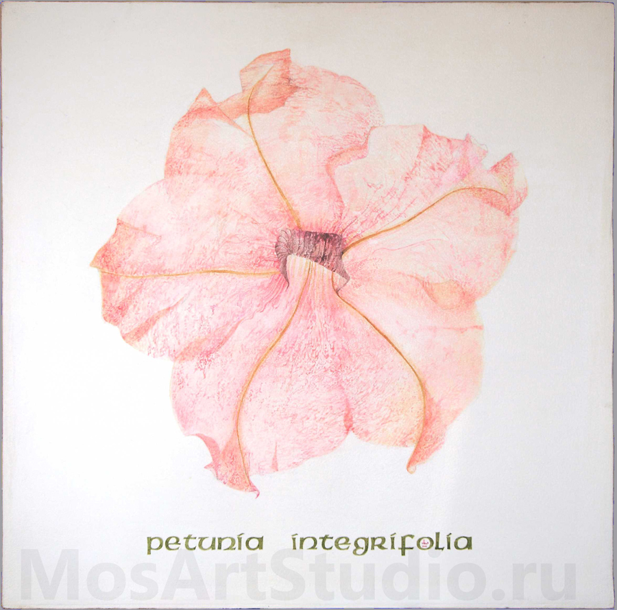 Арт работа «Petunia Integrifolia-Петуния садовая»